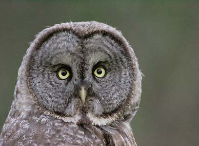 Great Gray Owl (Strix nebulosa) photo image