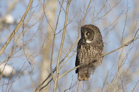 Great Gray Owl (Strix nebulosa) photo image