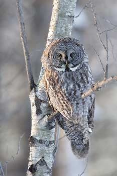 Great Gray Owl (Strix nebulosa) photo image