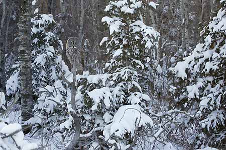 Great Gray Owl (Strix nebulosa) photo image