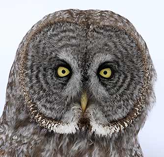 Great Gray Owl (Strix nebulosa) photo image