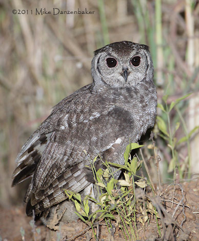 Greyish Eagle-Owl (Bubo cinerascens) photo