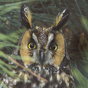 Long-eared Owl (Asio otus) photo image