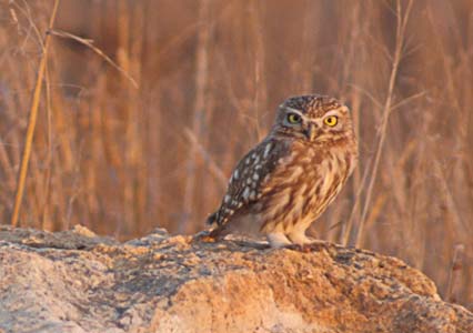 Little Owl (Athene noctua) photo image