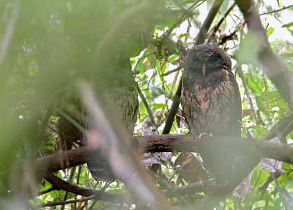 Mottled Owl (Strix virgata) photo image