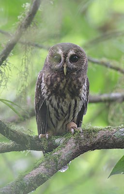 Mottled Owl (Strix virgata) photo image