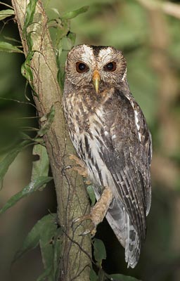 Mottled Owl (Strix virgata) photo image