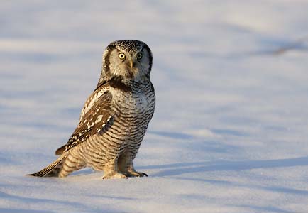 Northern Hawk-Owl (Surnia ulula) photo image