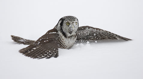 Northern Hawk-Owl (Surnia ulula) photo image