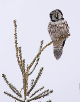 Northern Hawk-Owl (Surnia ulula) photo image