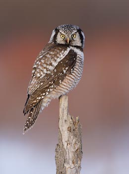 Northern Hawk Owl (Surnia ulula) photo