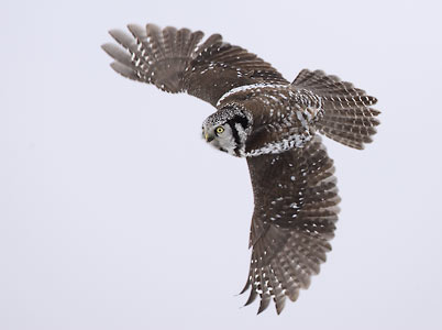 Northern Hawk Owl (Surnia ulula) photo