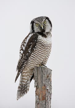 Northern Hawk-Owl (Surnia ulula) photo image