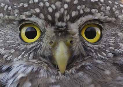 Northern Pygmy-Owl (Glaucidium gnoma) photo