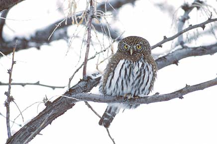 Northern Pygmy-Owl (Glaucidium californicum) photo image