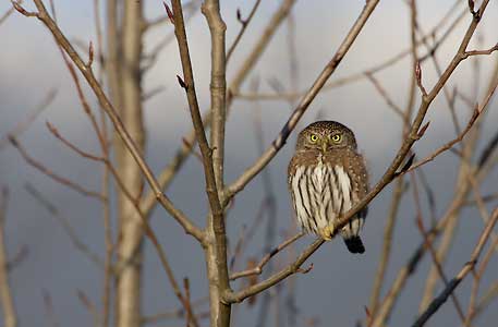Northern Pygmy-Owl (Glaucidium gnoma) photo