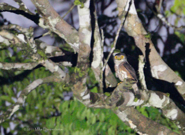 Red-chested Owlet (Glaucidium tephronotum) photo