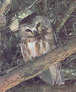 Northern Saw-whet Owl (Aegolius acadicus) photo image