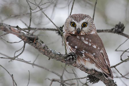 saw whet owl call saw whet owl call