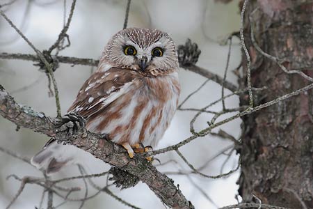 Northern Saw-whet Owl (Aegolius acadicus) photo image