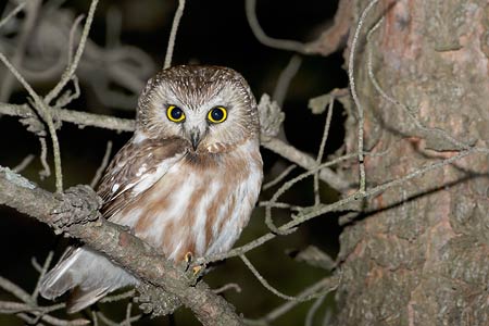 Northern Saw-whet Owl (Aegolius acadicus) photo image