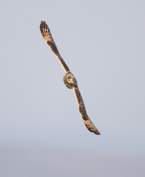 Short-eared Owl (Asio flammeus) photo image