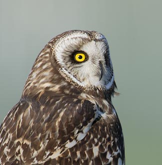 Short-eared Owl (Asio flammeus) photo image