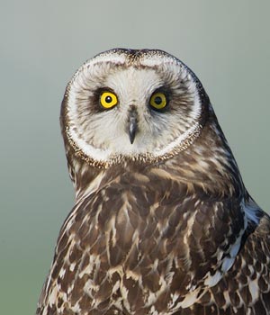 Short-eared Owl (Asio flammeus) photo image