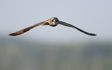 Short-eared Owl (Asio flammeus) photo image