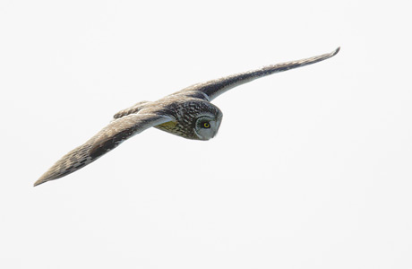 Short-eared Owl (Asio flammeus) photo image