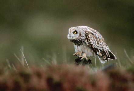 Short-eared Owl (Asio flammeus) photo image