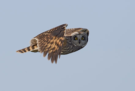 Short-eared Owl (Asio flammeus) photo