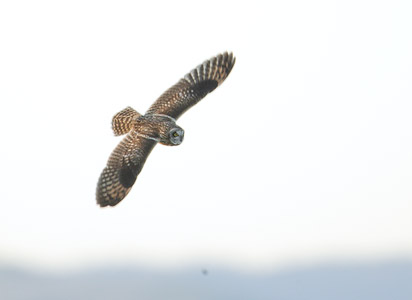 Short-eared Owl (Asio flammeus) photo image