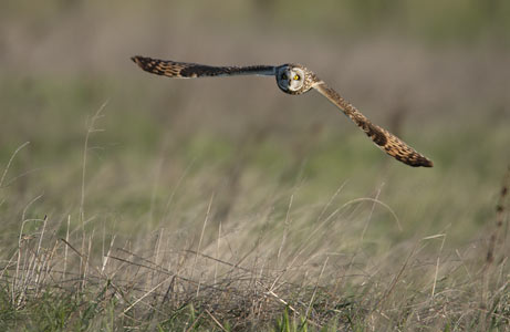 Short-eared Owl (Asio flammeus) photo image