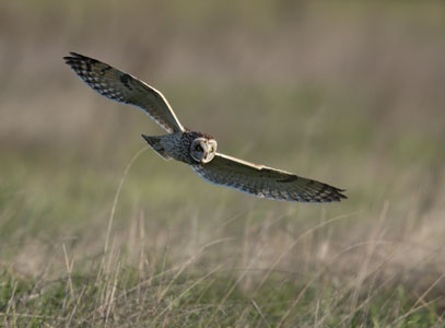 Short-eared Owl (Asio flammeus) photo image