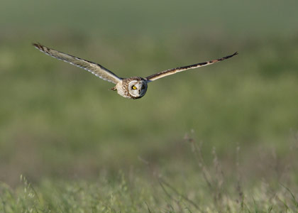 Short-eared Owl (Asio flammeus) photo