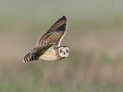 Short-eared Owl (Asio flammeus) photo