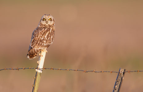 Short-eared Owl (Asio flammeus) photo image