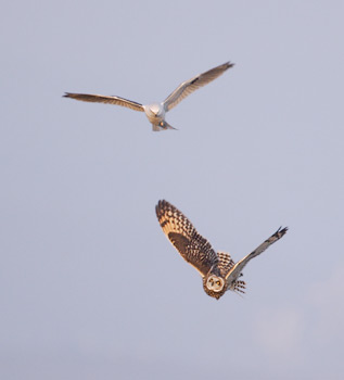 Short-eared Owl (Asio flammeus) photo image