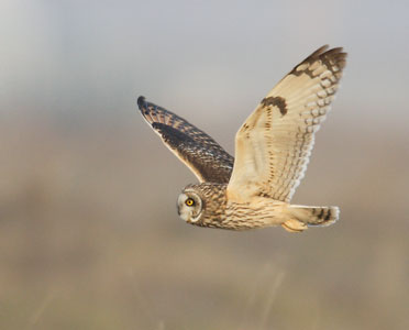 Short-eared Owl (Asio flammeus) photo image