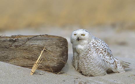 Snowy Owl (Bubo scandiacus) photo image