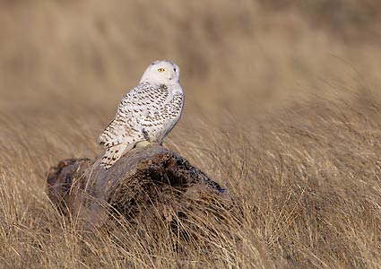 Snowy Owl (Bubo scandiacus) photo image