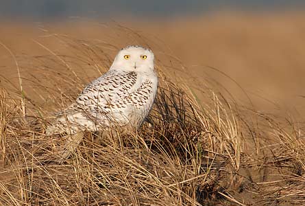 Snowy Owl (Bubo scandiacus) photo image