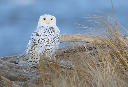 Snowy Owl (Bubo scandiacus) photo image