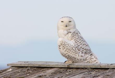Snowy Owl (Bubo scandiacus) photo image