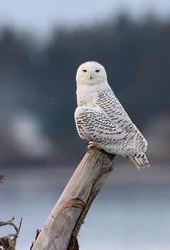 Snowy Owl (Bubo scandiacus) photo image