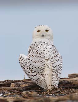 Snowy Owl (Bubo scandiacus) photo image
