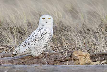 Snowy Owl (Bubo scandiacus) photo image