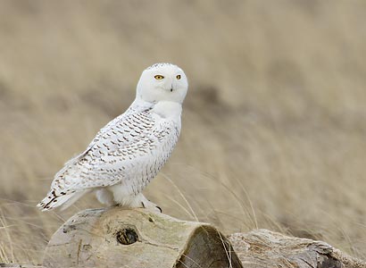 Snowy Owl (Nyctea scandiaca) photo