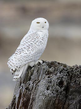 Snowy Owl (Bubo scandiacus) photo image
